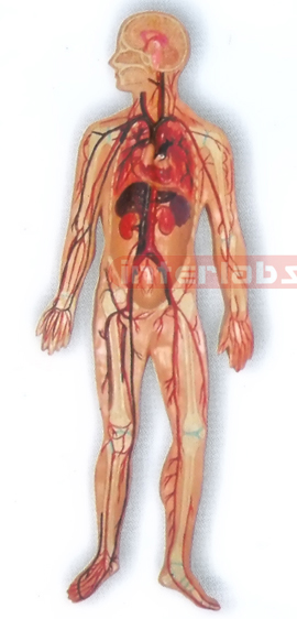 MAGNET-HANGING HUMAN ARTERY CIRCULATION SYSTEM MODEL